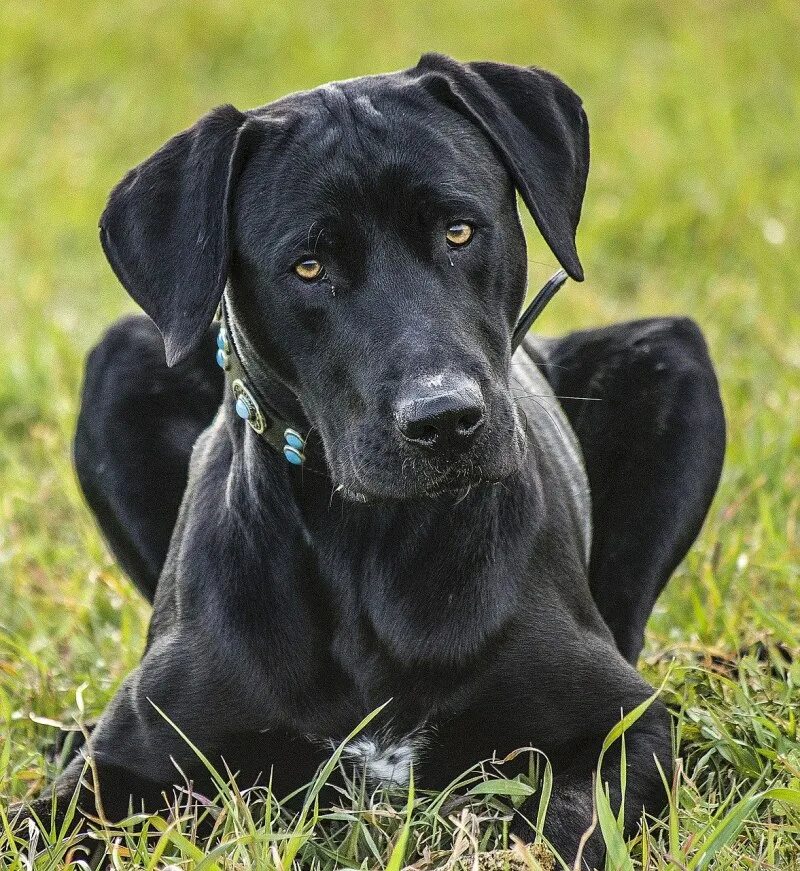 Как называется порода черной собаки. Порода Блю Лейси. Лабрадор ретривер. Лабрадор терьер. Лабрадор черный.