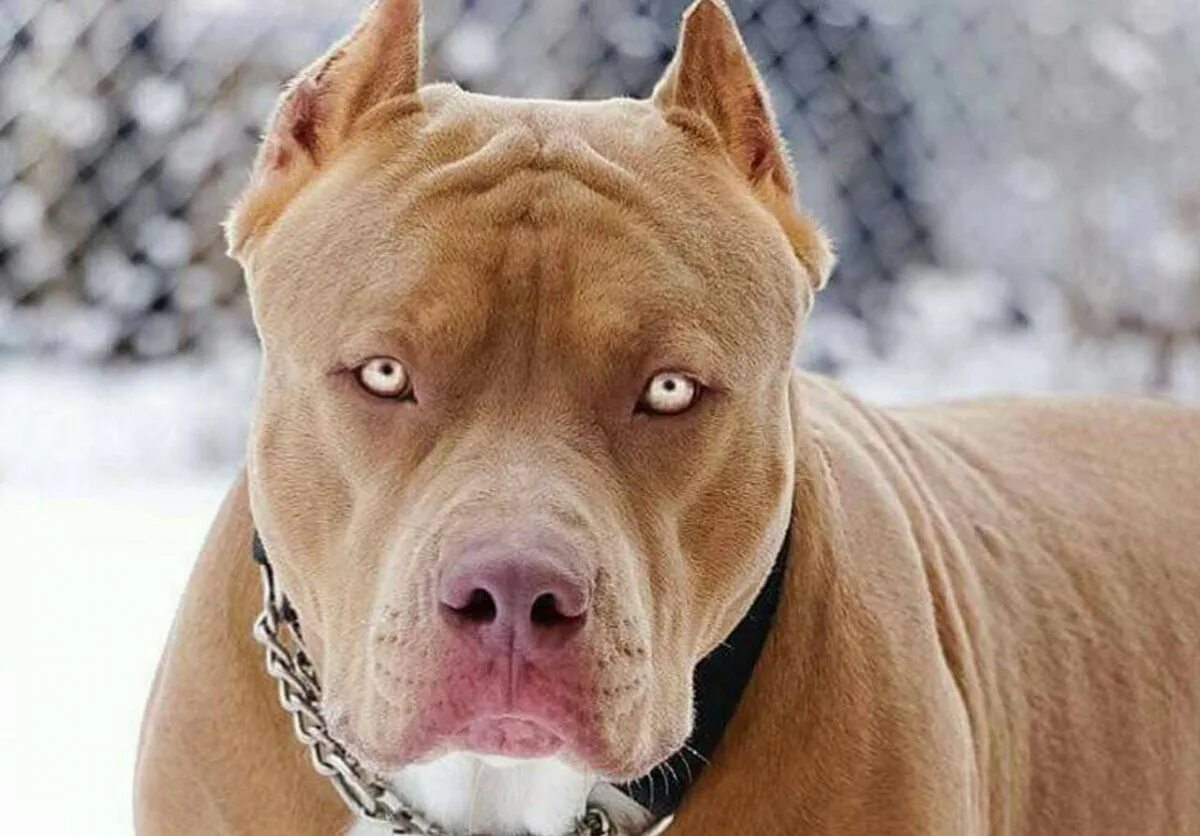 Собака убийца порода. Канарский дог. Бойцовские породы собак кане корсо. Порода собак питбуль. Преса канарио собака.