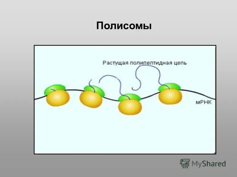 полисомы. полисома строение и функции. рибосомы и полисомы. полисомы рисунок. формирование полисом.