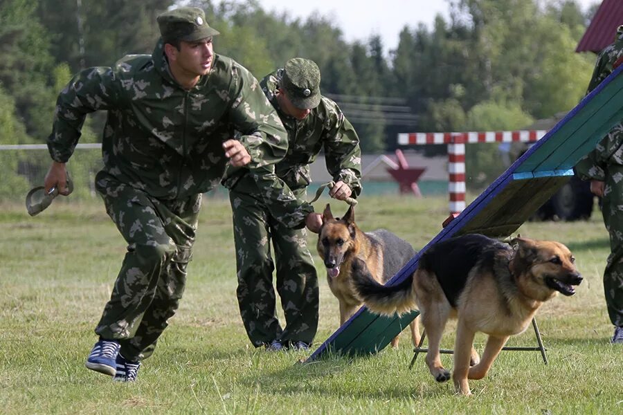 Бесплатный кинолог. 470 Учебный центр служебного собаководства вс РФ. Служебные собаки ФСО. Собаки кинологической службы. Собаки на военной службе.