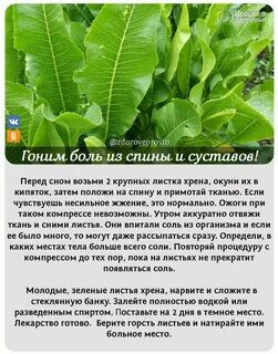 Хрен рецепт суставы