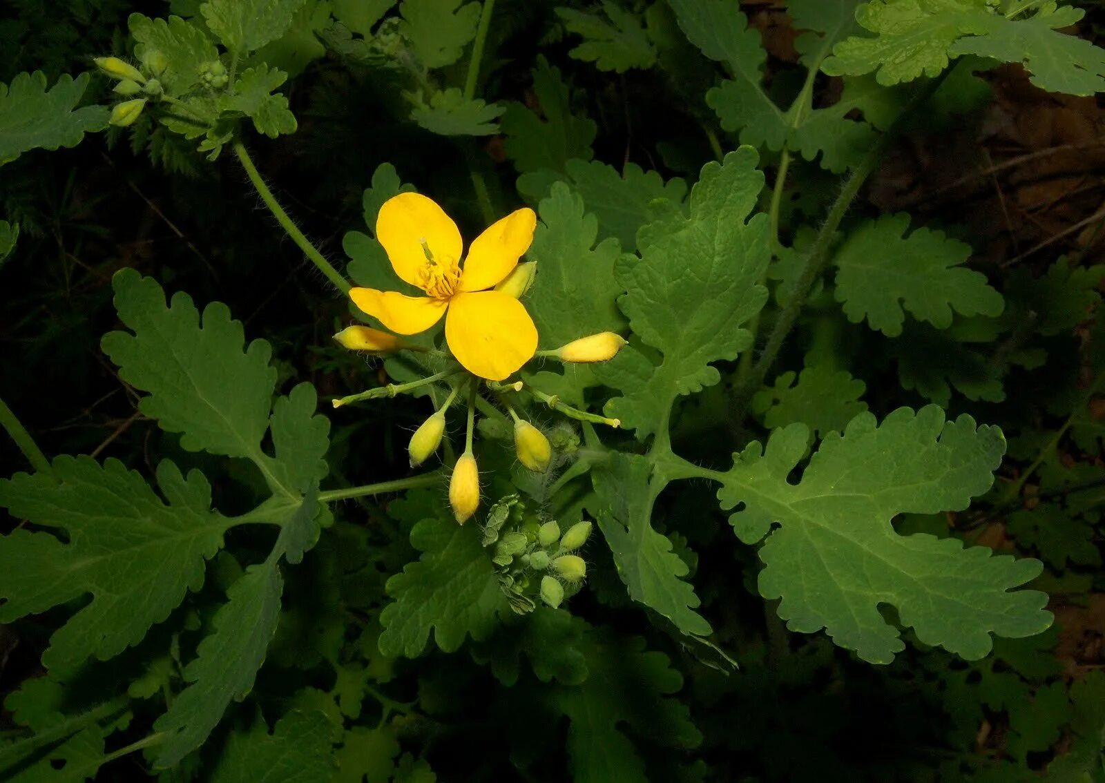 Chelidonium majus. Чистотел Chelidonium majus. Чистотел большой (Chelidonium majus l.). Чистотел соцветие. Chelidonium majus листья.