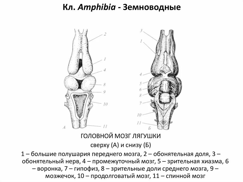 Головной мозг лягушки сверху и снизу. Строение головного мозга лягушки. Строение головного мозга лягушки. Строение головного мозга лягушки. Строение головного мозга лягушки.