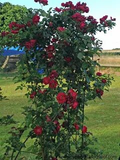 Rose fast