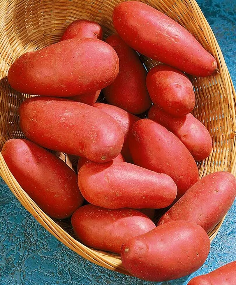 Вкусные сорта картофеля урожайные какие. Картофель сорт Родриго. Сорт картофеля кубанка. Картофель красный сорта. Элитные сорта картофеля.
