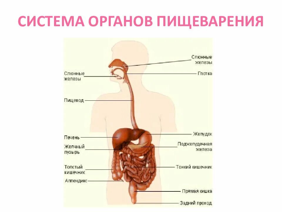 Какие органы выполняют пищеварительную систему