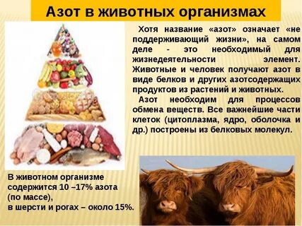 Роль азота в живых организмах