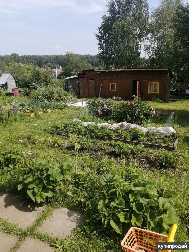 Золотая горка новосибирск. Снт золотая горка новосибирск. Золотая горка новосибирск. Снт золотая горка новосибирск. Снт золотая горка новосибирск.