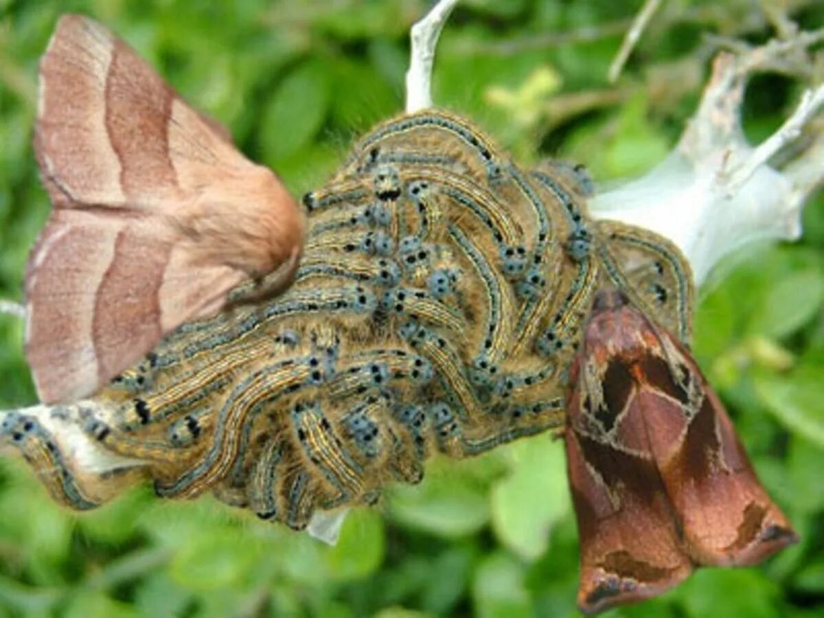 Кольчатый коконопряд гусеница. Кольчатый шелкопряд бабочка. Коконопряд шелкопряд. Кольчатый шелкопряд. Кольчатый шелкопряд гусеница.