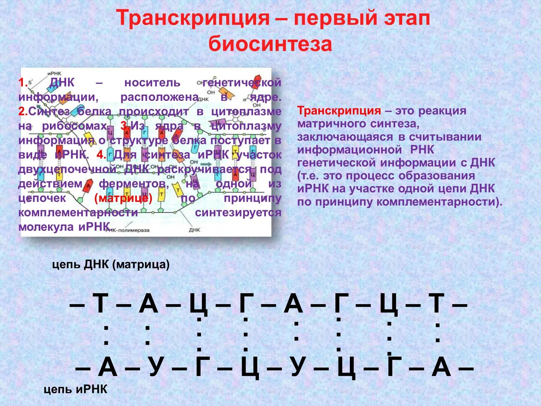 Направление матричной цепи днк. Матричная цепь и транскрибируемая это. Матричная транскрибируемая цепь ДНК. Матрица в процессе транскрипции. Матричный Синтез РНК транскрипция.