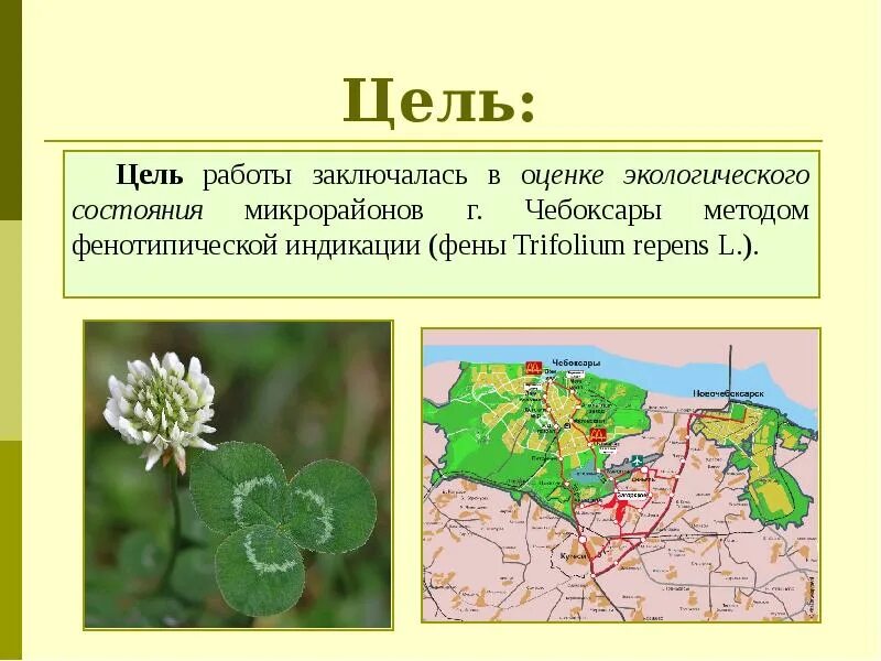 Черты различия клевера ползучего и клевера. Ареал клевера ползучего. Ареал распространения клевера Лугового. Строение листа клевера ползучего. Клевер ползучий местообитание.