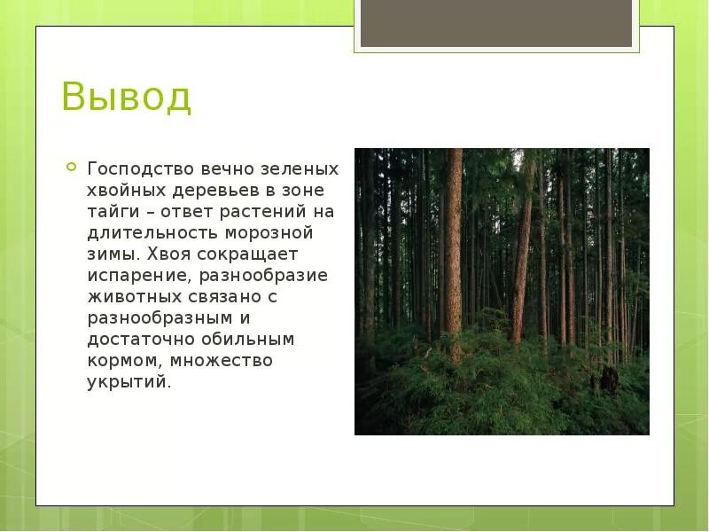 Урок 8 класс природно хозяйственные зоны тайга. Тайга природная зона. Тайга презентация. Презентация на тему природные зоны. Растения тайги в России.