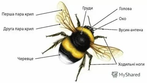 Лабораторная насекомые