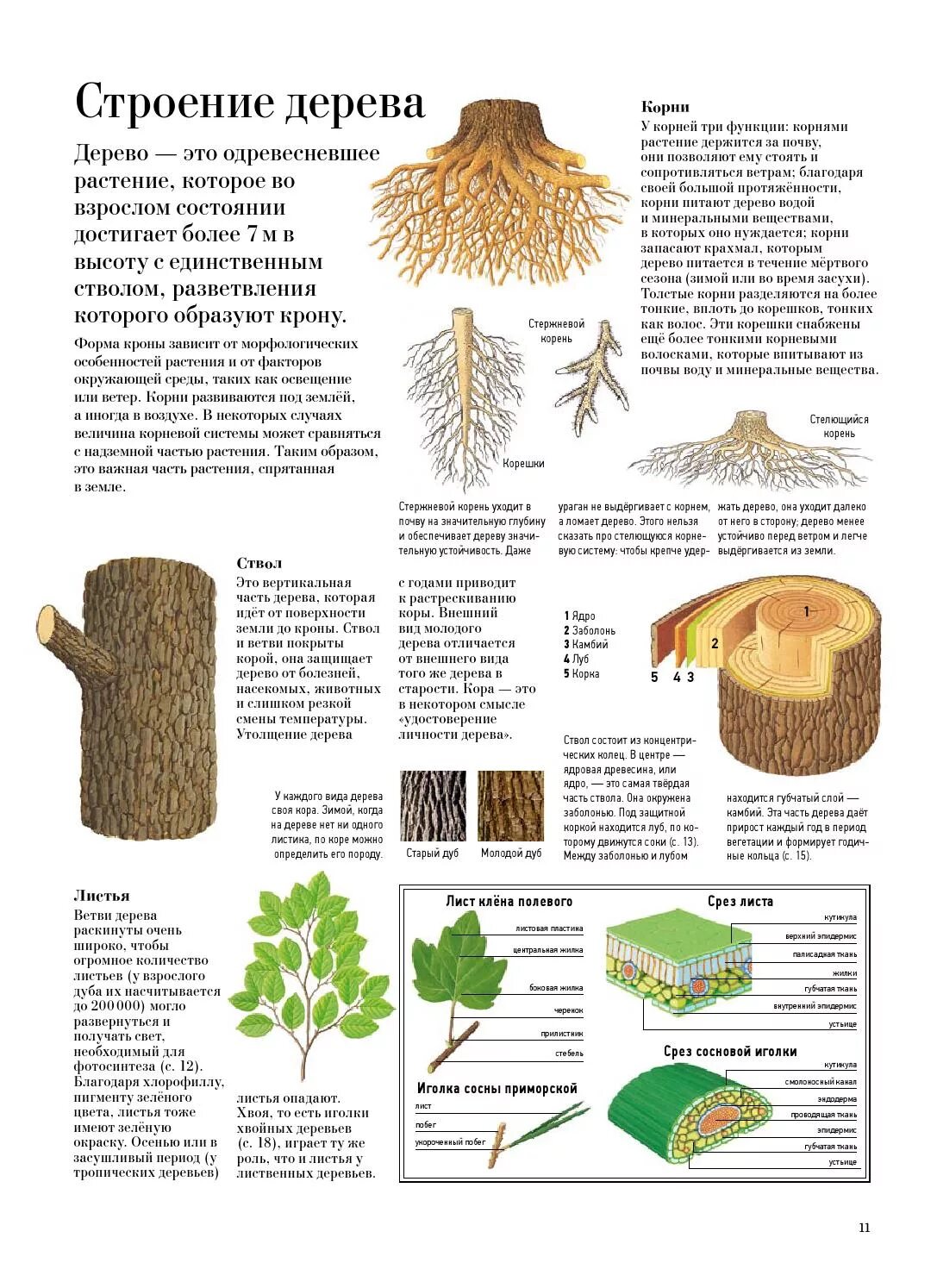Структура хвойного. Строение дерева. Строение древесины. Строение дерева схема. Деревья строение дерева.