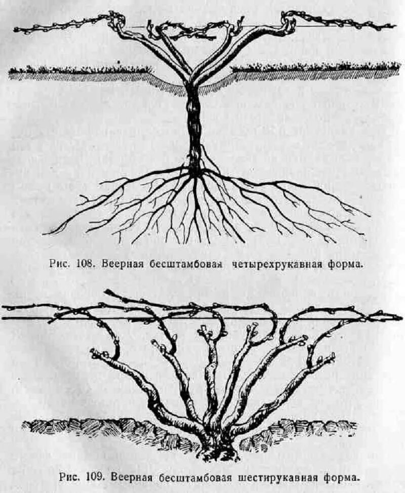 Веерная формировка винограда. Веерная бесштамбовая формировка винограда. Виноград веерная формировка куста. Веерная формировка виноградного куста схема.