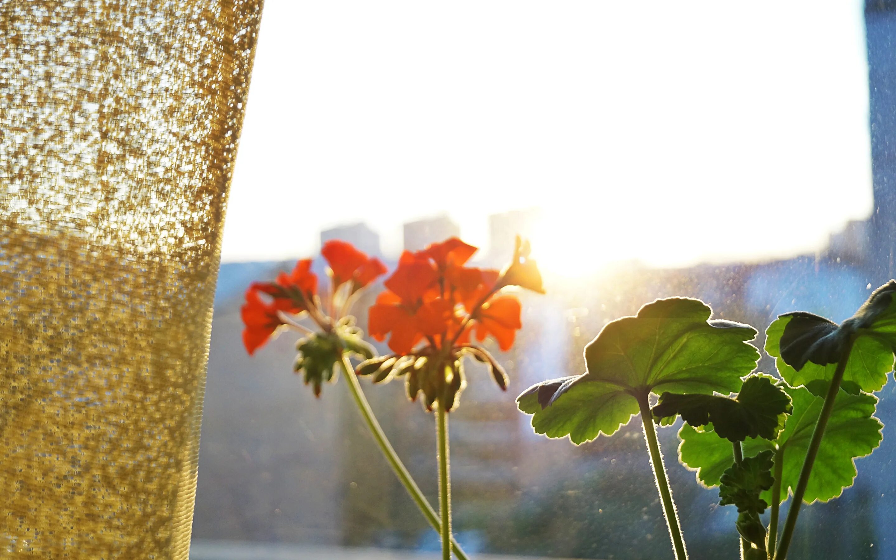 Залитая солнцем кофейня. Лето на подоконнике. Герань на окне. Деревянные балконные рамы. Подоконник с цветами.