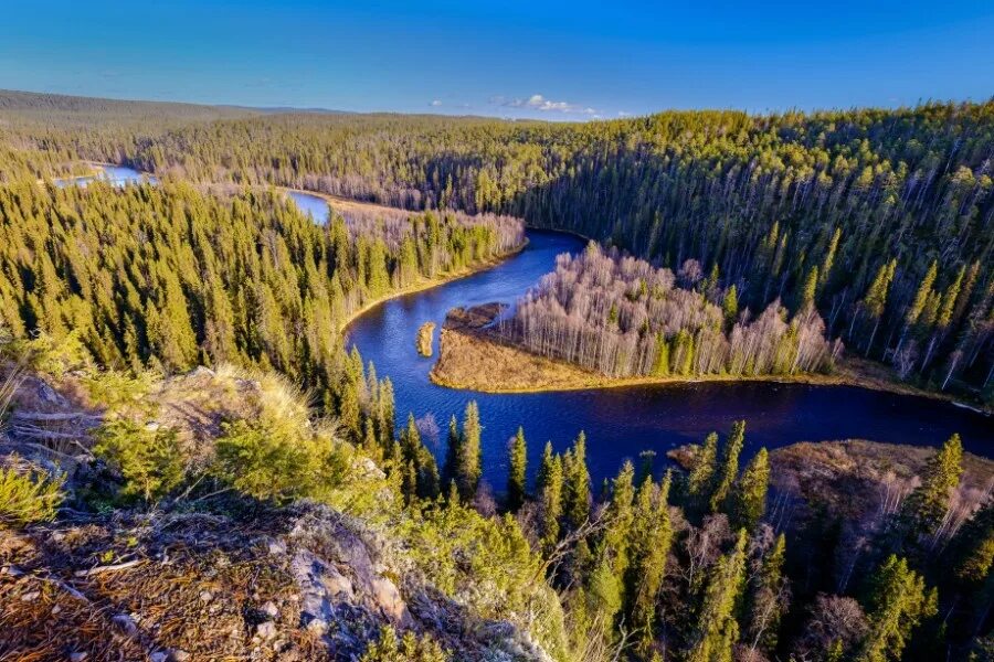 Ландшафт европейской части россии. Зона тайги. Тайга бореальные леса. Зона Южной тайги. Бореальные леса Северной Америки.