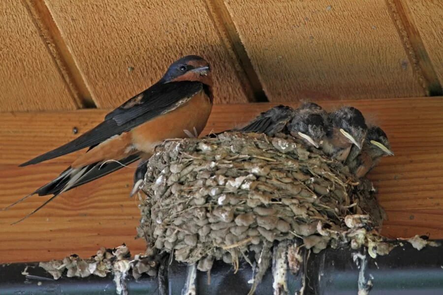 Гнезда птиц под крышей дома. Гнездо деревенской ласточки. Гнездо ласточки. Гнездование ласточек. Гнездо под крышей.