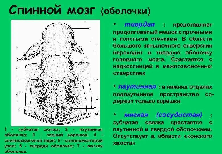 Спинной мозг оболочки спинного мозга. Паутинная оболочка спинного мозга строение и функции. Твердая паутинная и мягкая оболочка спинного мозга. Строение оболочек спинного мозга. Твердая паутинная и мягкая оболочка спинного мозга.