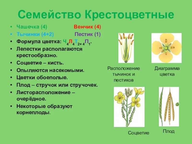 Особенности строения крестоцветных. Семейство крестоцветные соцветие кисть. соцветие кисть у крестоцветных. соцветие кисть плод стручочек. мутовка соцветие.