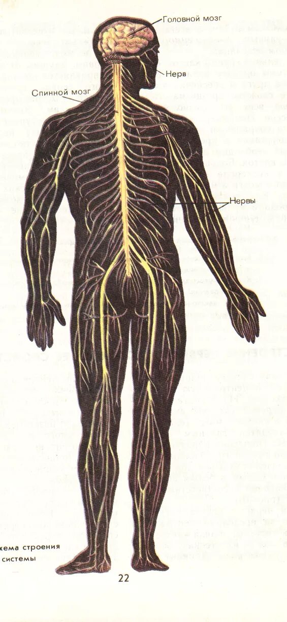 Системы тела человека периферическая нервная система. Анатомия человека нервная система ПНС. Периферическая нервная система человека рисунок. Нервная система человека схема.