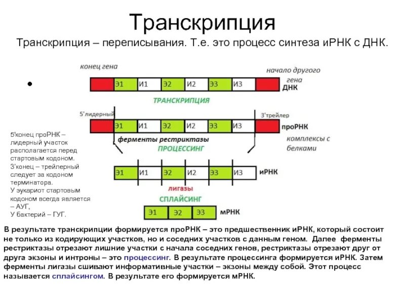 Схема процесса транскрипции. Схема процесса транскрипции эукариот. Процесс транскрипции ДНК результат. Структура ИРНК эукариот. Последовательность этапов процессинга