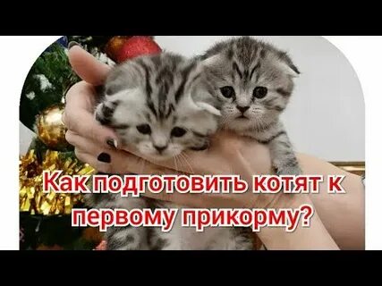 Чем прикармливать котят в 1 месяц