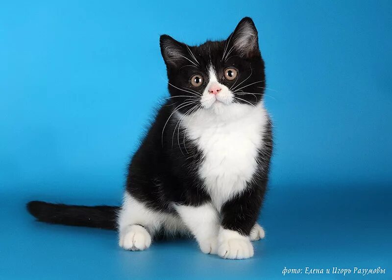 Сибирская биколор короткошерстная кошка. Сибирская биколор короткошерстная. Кошки черно белого окраса. Черный биколор европейская короткошерстная. Сибирская биколор короткошерстная.