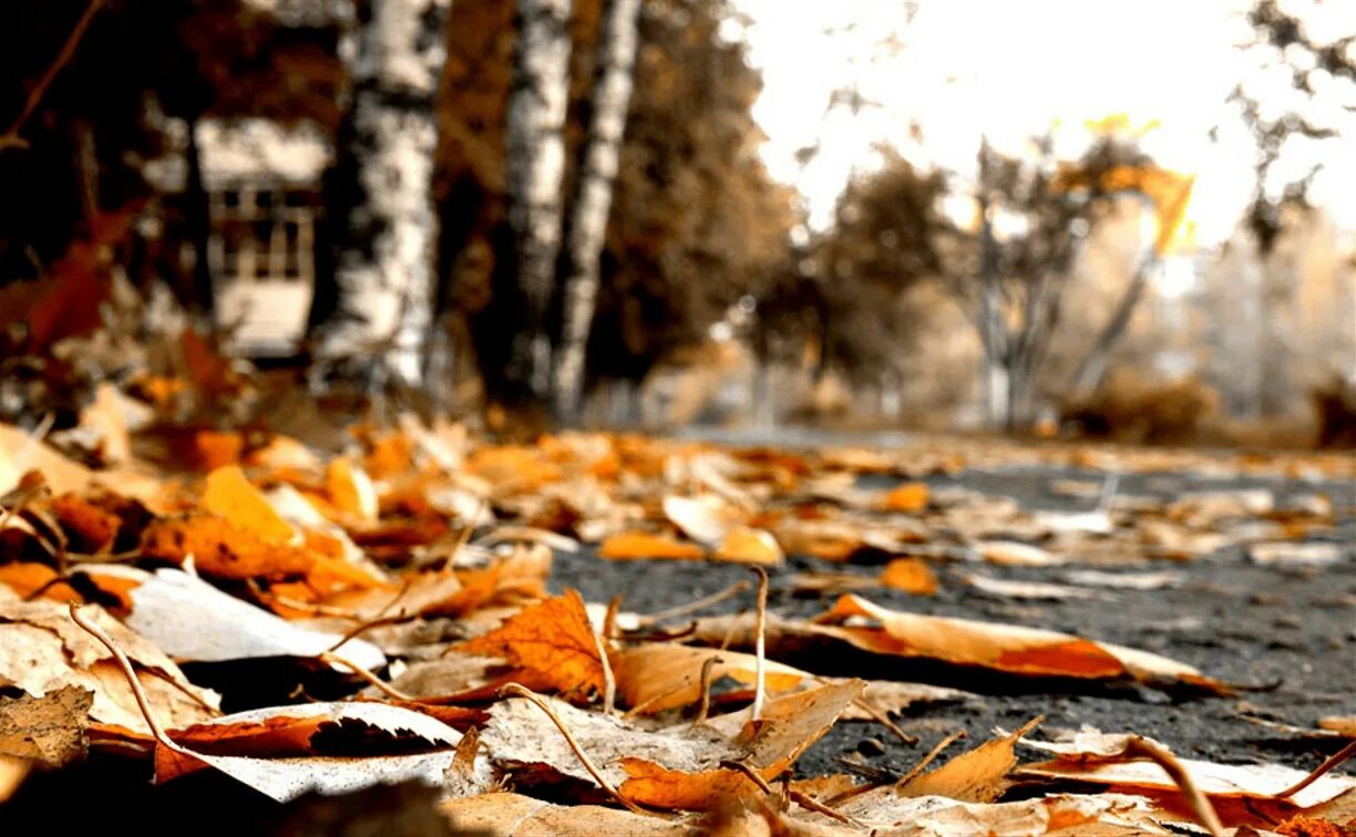 Холодная осень части. Осеннее похолодание. Вечная осень. Осень холод. Холодная осень.