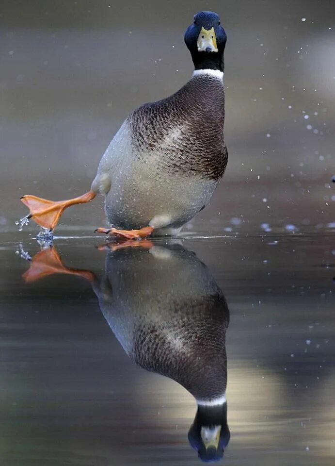 Гусь скользит по льду