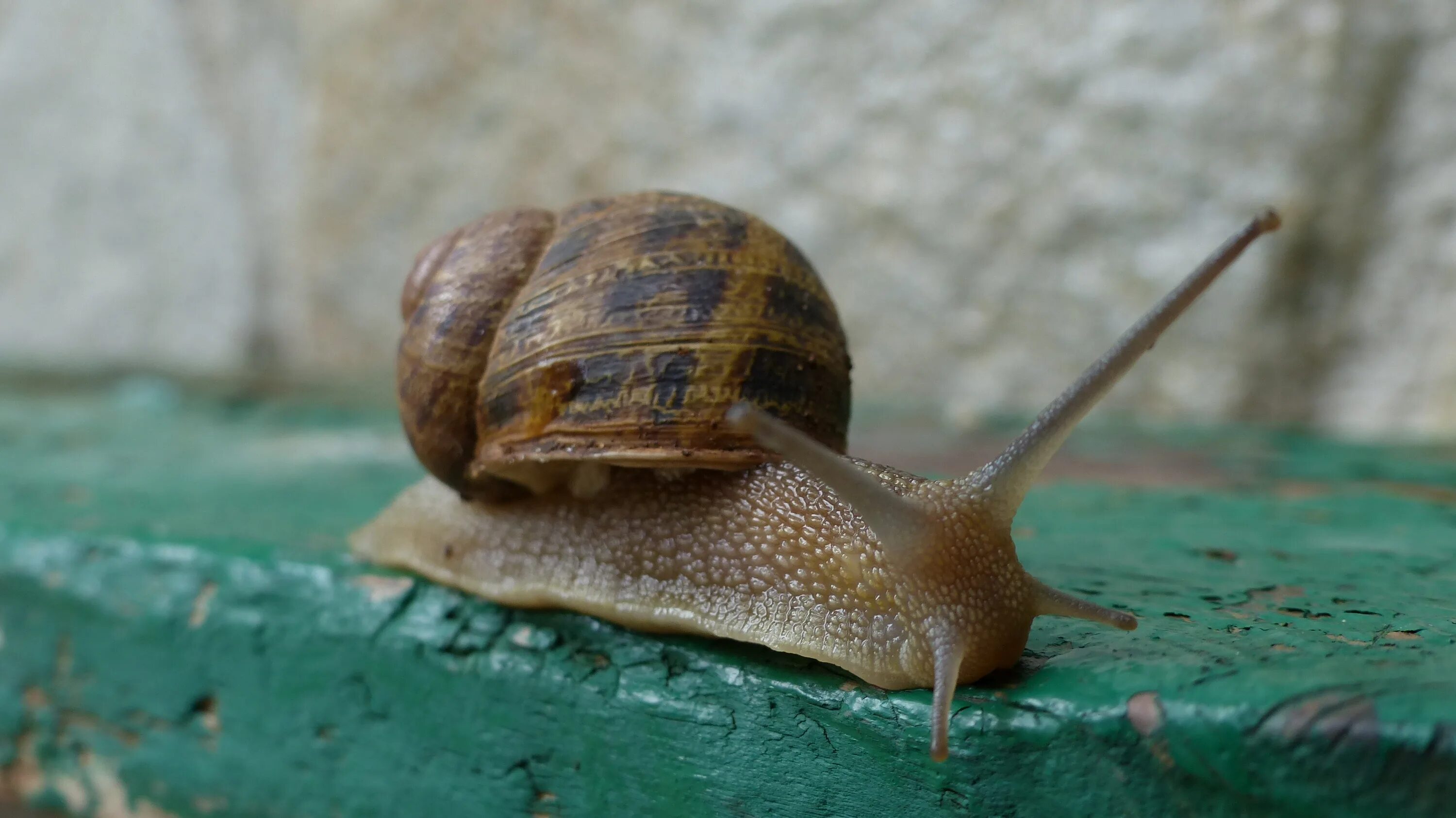 Виноградная улитка морская. Helix aspersa улитка. Садовая, улитка (Helix pomatia).. Садовая улитка Helix aspersa Muller. Хеликс Асперса садовые улитки.