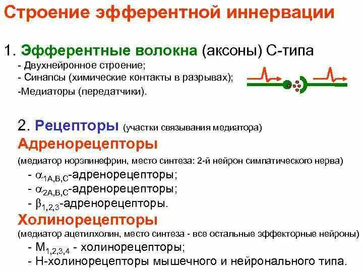 Рефлекторная дуга спинномозгового рефлекса. Эфферентные волокна являются. Афферентные пути мозжечка гистология. Эфферентные волокна делят на. Афферентные нервные волокна.