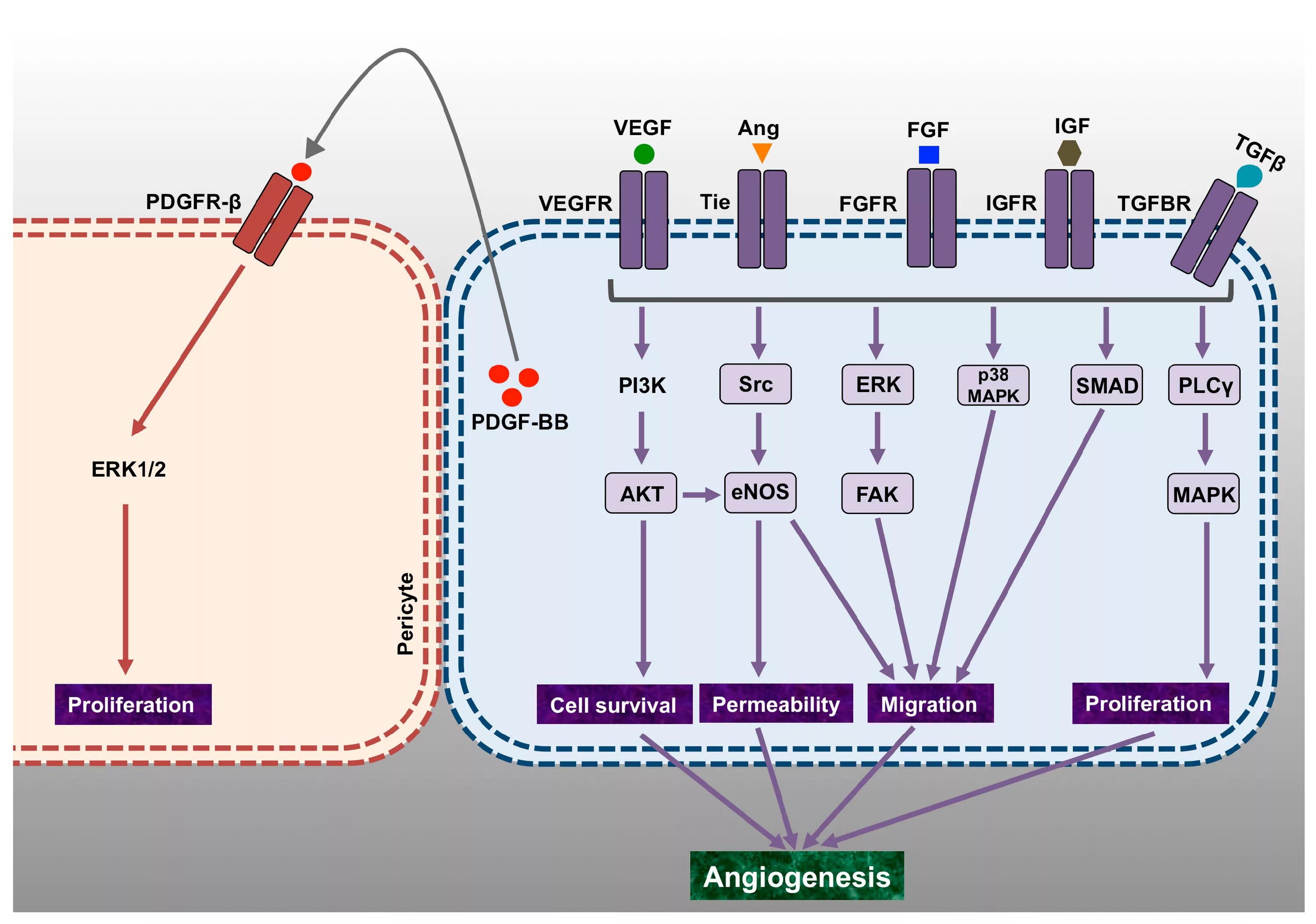 Platelet-derived growth Factor. Enos олигостерическая модель. Biomolecules. Recombinant Human Platelet-derived growth Factor. 3.3 k