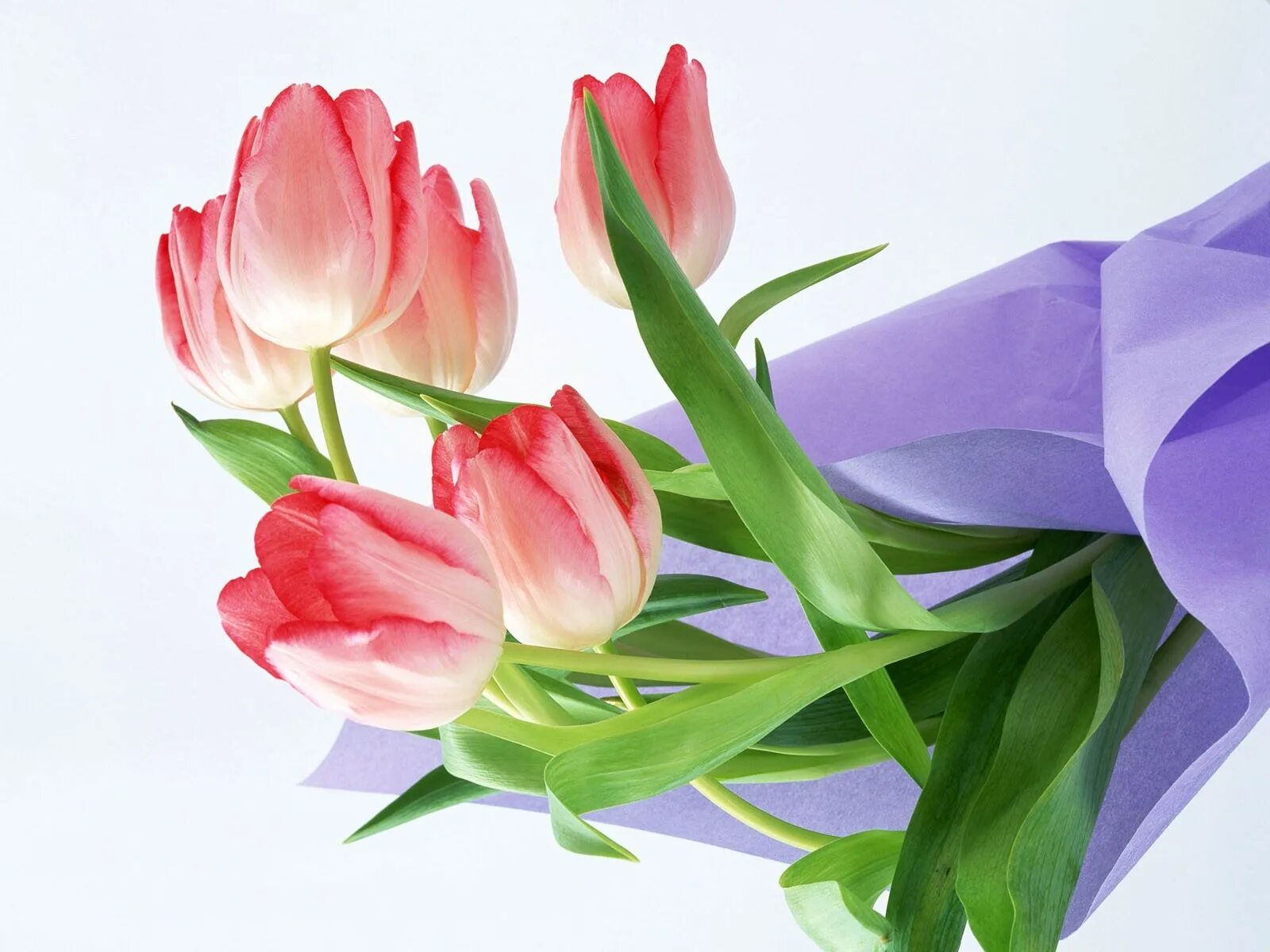Открытка на 8 без слов. Цветы тюльпаны. Открытка цветы. Весенние тюльпаны. Тюльпаны открытка.