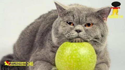 Кошка ест фрукты