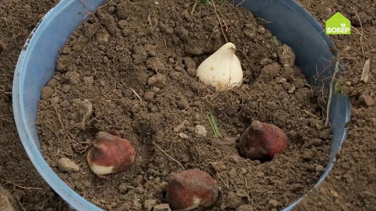Земля для луковичных