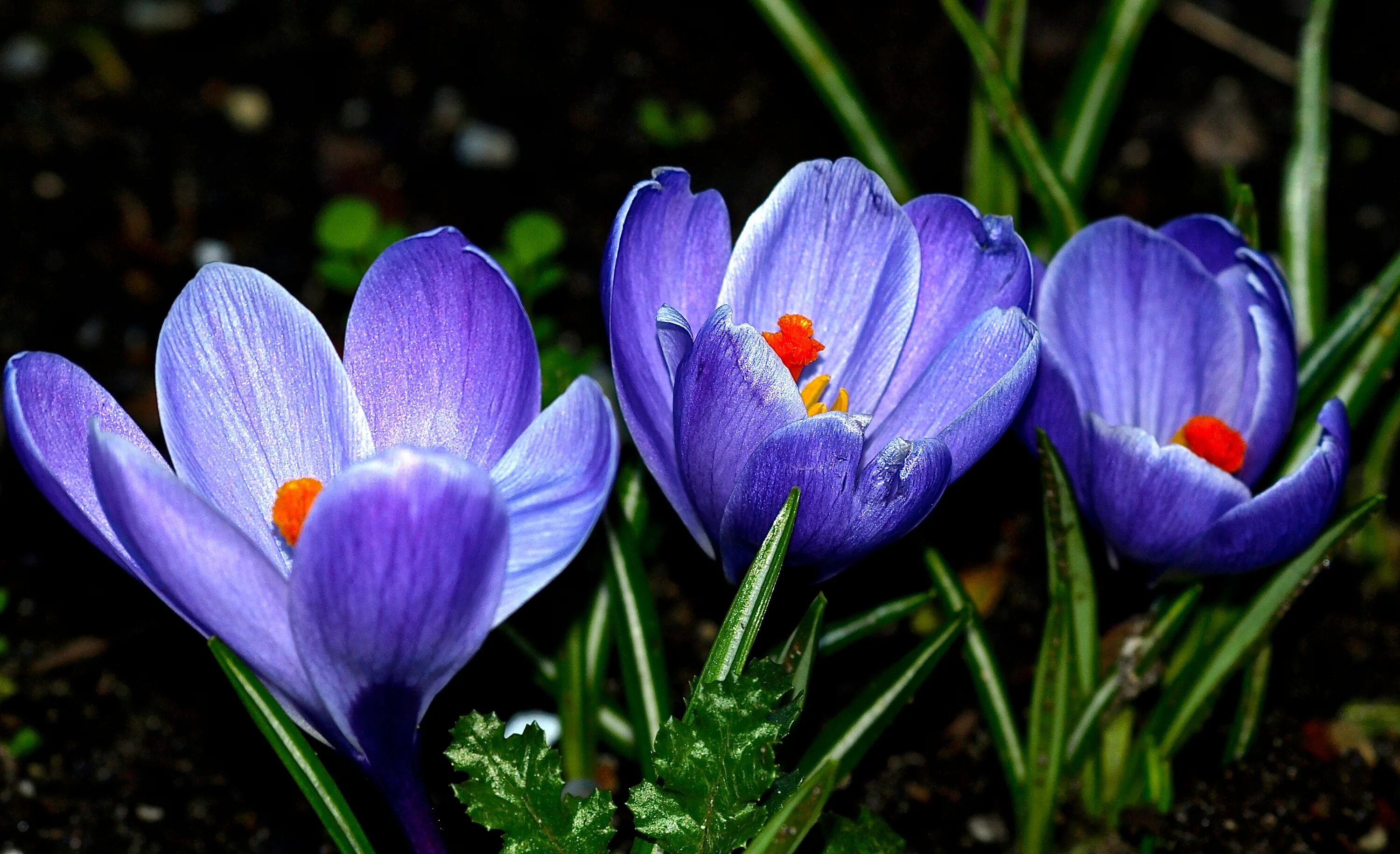 Эмир крокус. Крокус Шафран синий. Крокус Шафран голубой цветок. Крокус синий цветок. Крокус Блю Пурпл.