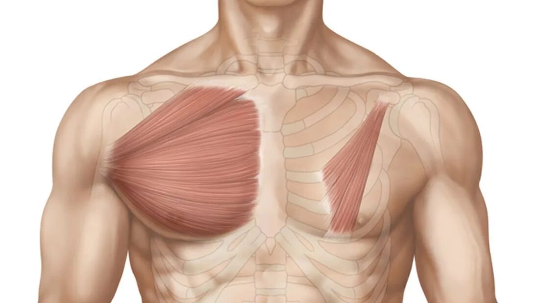 Грудные мышцы. Грудные мышцы анатомия. Большая грудная мышца. Мышцы грудной клетки.