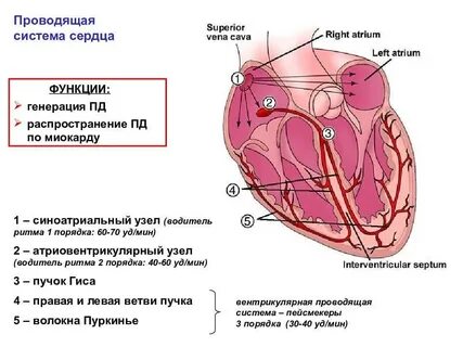 Клетки проводящей системы