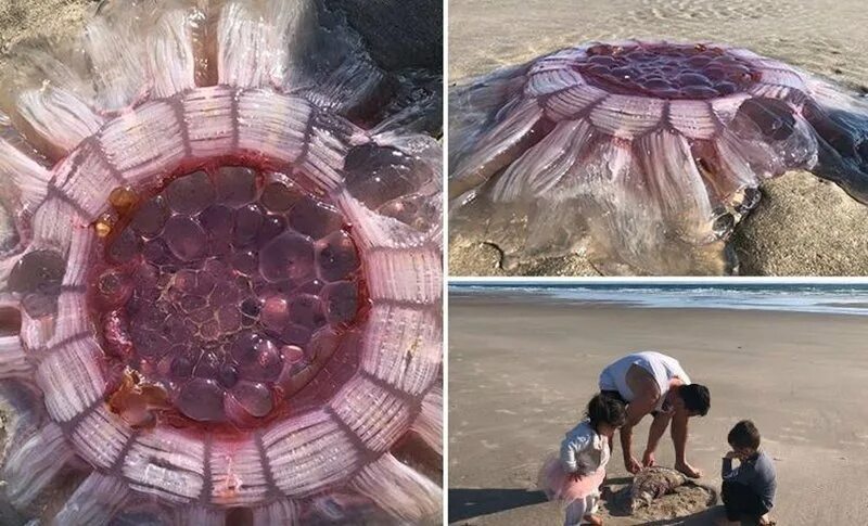 Как выглядят самые большие медузы Divers 'humbled' by Cornwall jellyfish encounter Giant jellyfish, Jellyfish, Wil