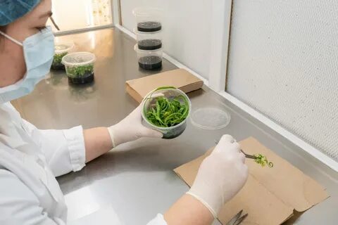 Культура лаборатории