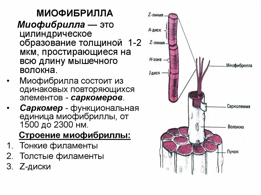 Миофибриллы состоят из. Миофибриллы строение и функции. Биологическая структура миофибрилла. Строение миофибриллы строение функции.