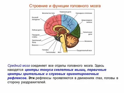 Где находится мозжечок у человека в голове