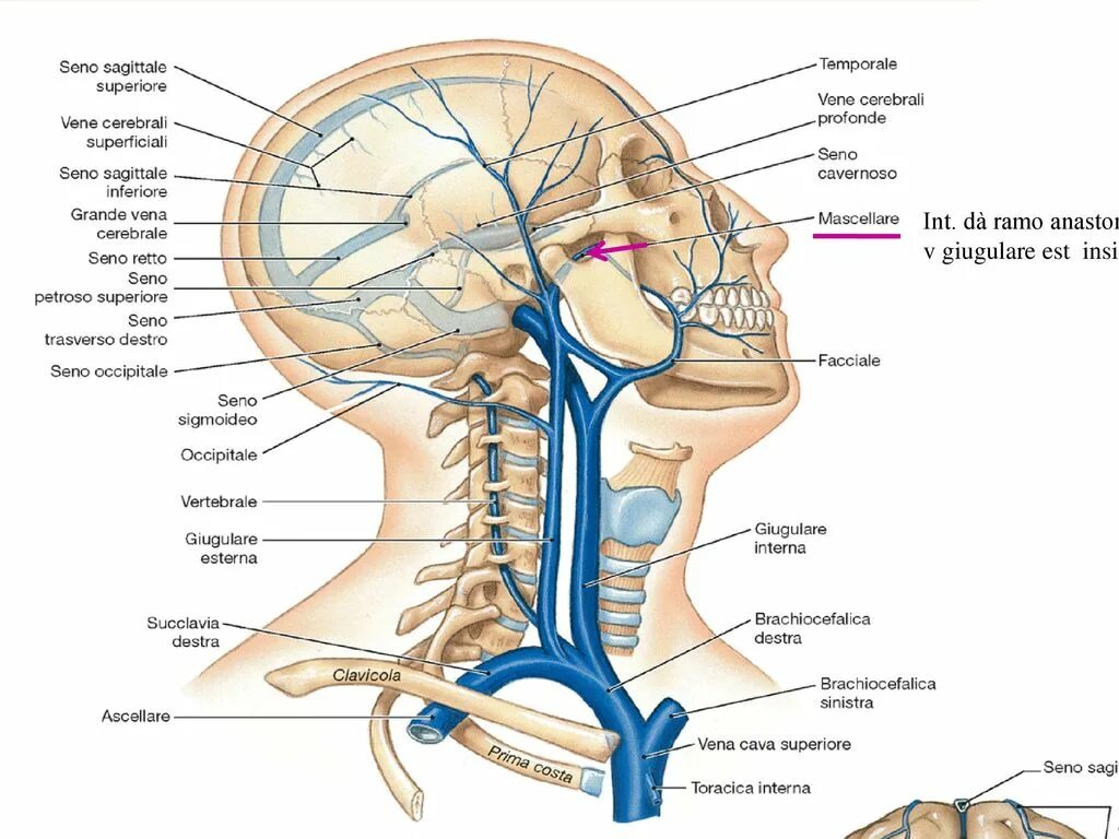 Расширение яремных вен. Внутренняя яремная Вена анатомия кт. Наружная яремная артерия. Внутренняя яремная Вена топография.