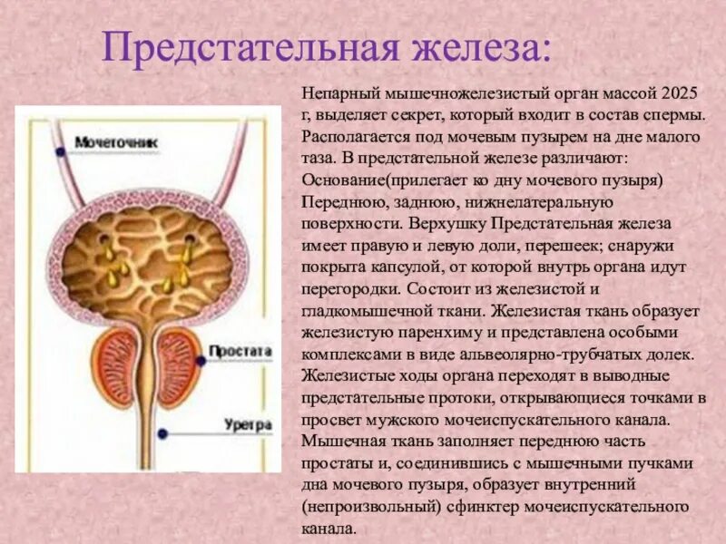 Какую функцию выполняет предстательная железа. Анатомия аденомы предстательной железы. строение простаты у мужчин. внутреннее строение предстательной железы. простата и предстательная железа.