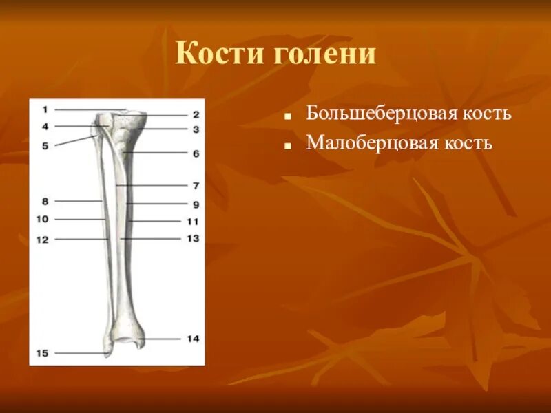 Находится берцовая кость. Скелет берцовая кость. Кости голени на скелете. Большеберцовая и малоберцовая кости на скелете. Малоберцовая кость в скелете.