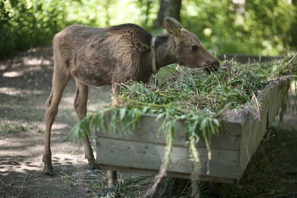 Сумароковская лосиная ферма. Сумароковская лосиная ферма в костромской. Сумароковская лосиная ферма в костромской. Лосиная ферма в коми троицко-печорске. Государственный сумароковский лосиный заказник.