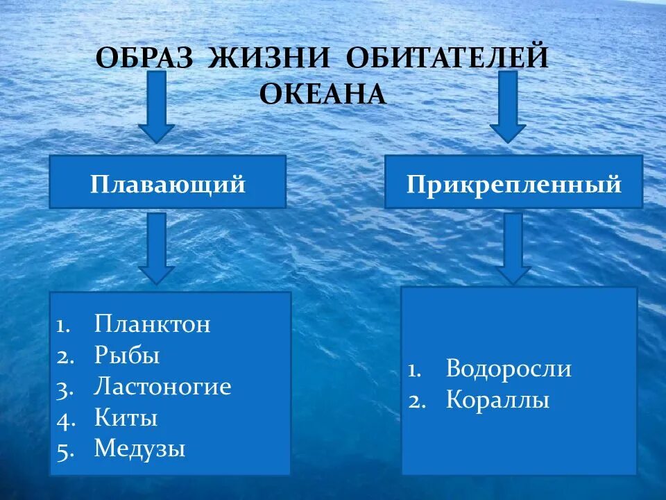 Сообщение жизнь в океане 6 класс география