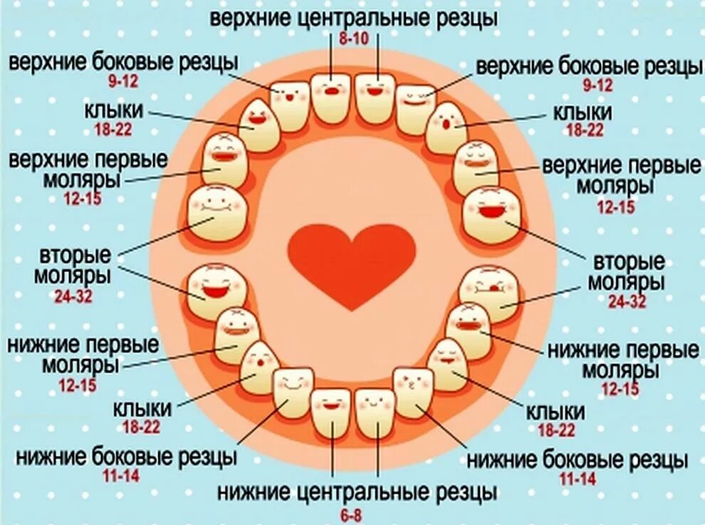 Схема прорезывания коренных зубов у детей. Во сколько прорезаются коренные зубы у детей. Зубы у детей порядок прорезывания коренных зубов. Во сколько месяцев прорезается 1 зуб у ребенка. Через сколько появляется бывшие