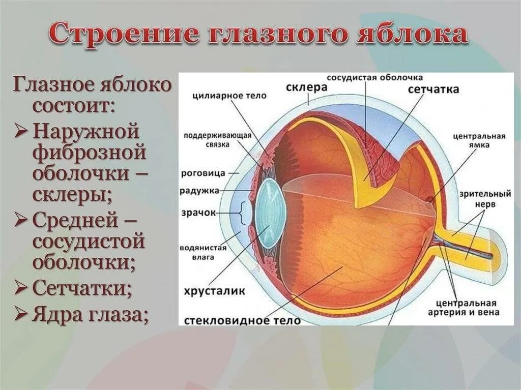 Зрение человека функции. Анатомические структуры органа зрения анатомия. Оболочки и структуры глазного яблока. Строение глазного яблока анатомия схема. Схема строения оболочек глазного яблока.